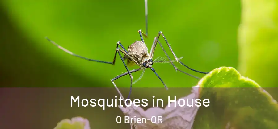 Mosquitoes in House O Brien-OR