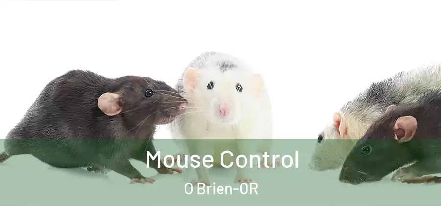 Mouse Control O Brien-OR