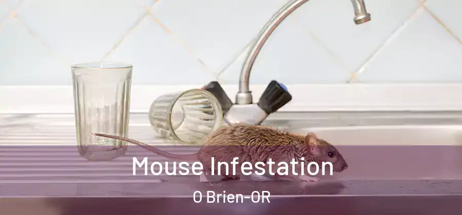 Mouse Infestation O Brien-OR