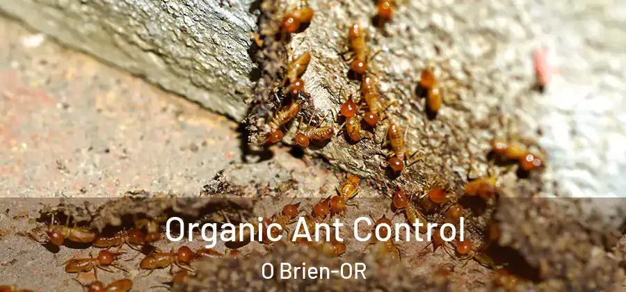 Organic Ant Control O Brien-OR
