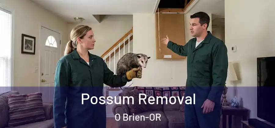 Possum Removal O Brien-OR