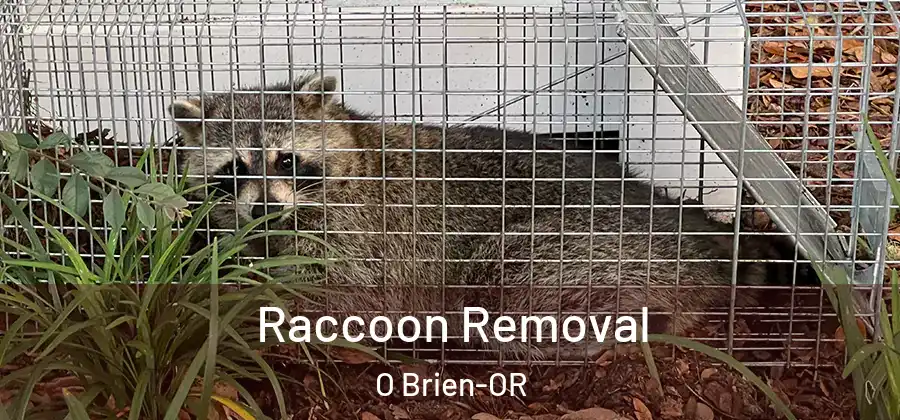 Raccoon Removal O Brien-OR