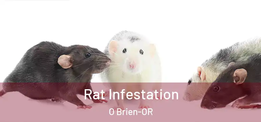 Rat Infestation O Brien-OR