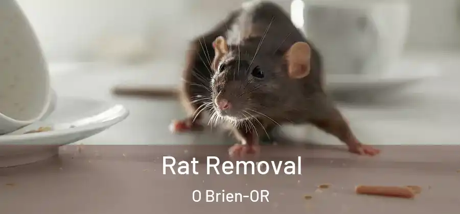  Rat Removal O Brien-OR