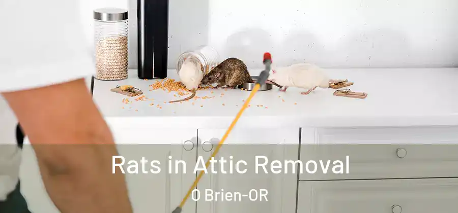 Rats in Attic Removal O Brien-OR