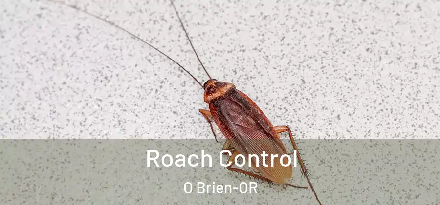 Roach Control O Brien-OR