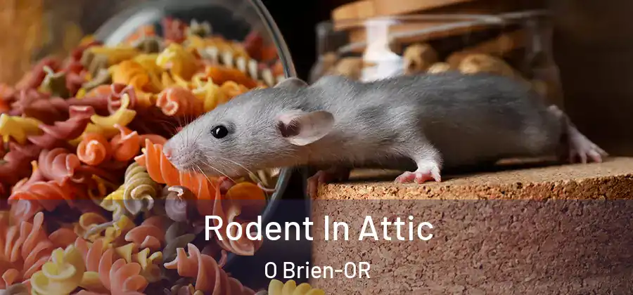 Rodent In Attic O Brien-OR
