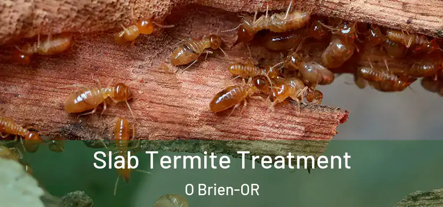 Slab Termite Treatment O Brien-OR