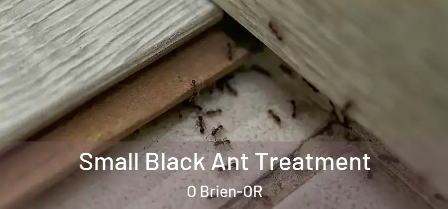 Small Black Ant Treatment O Brien-OR
