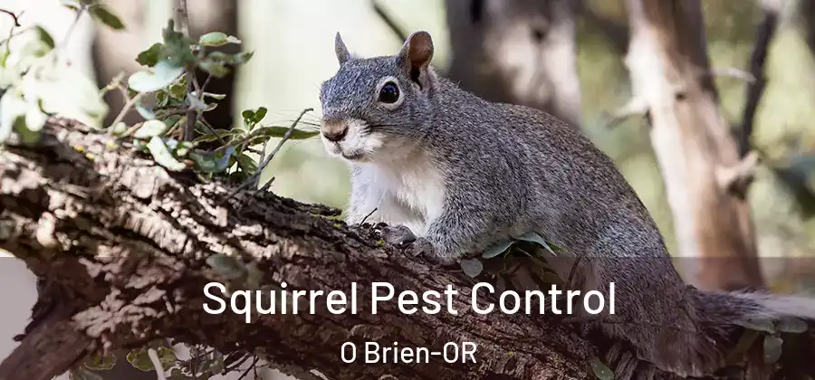 Squirrel Pest Control O Brien-OR