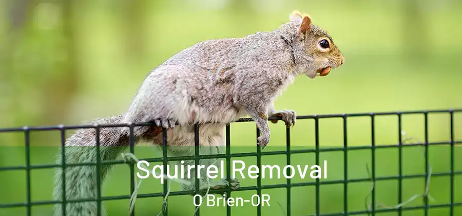 Squirrel Removal O Brien-OR