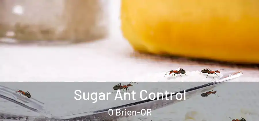 Sugar Ant Control O Brien-OR
