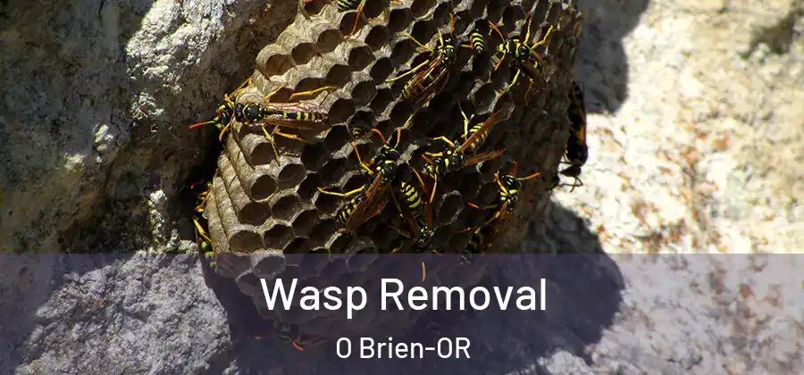 Wasp Removal O Brien-OR