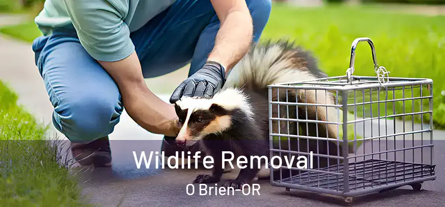 Wildlife Removal O Brien-OR