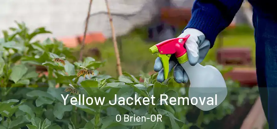 Yellow Jacket Removal O Brien-OR